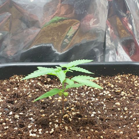 Nova growlog timeline photo