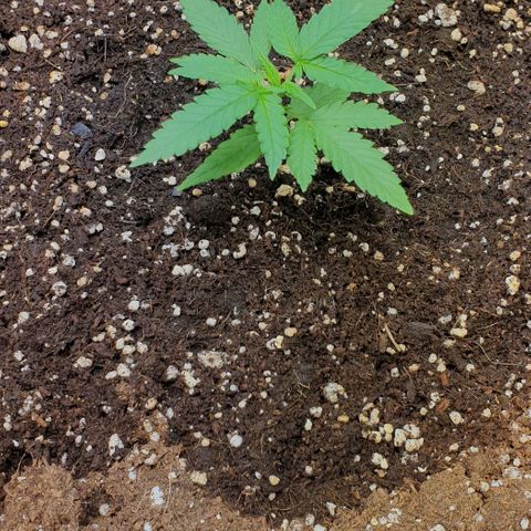 Nova growlog timeline photo