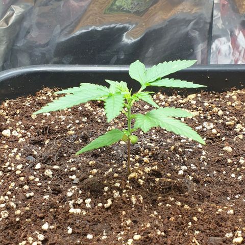 Nova growlog timeline photo
