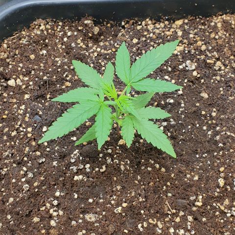 Nova growlog timeline photo