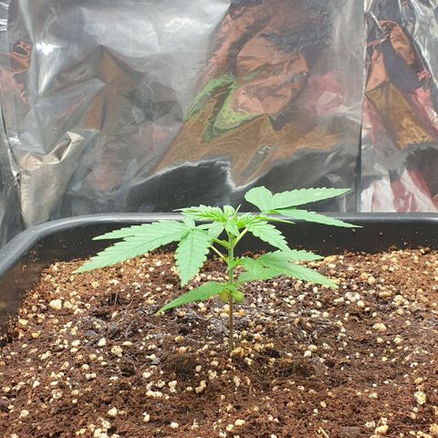 Nova growlog timeline photo