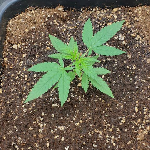 Nova growlog timeline photo