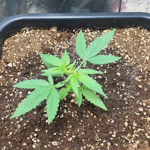 Nova growlog timeline photo