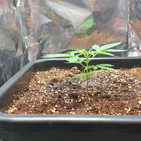 Nova growlog timeline photo