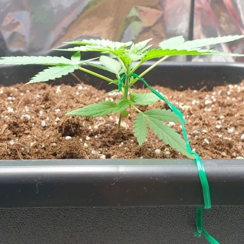Nova growlog timeline photo