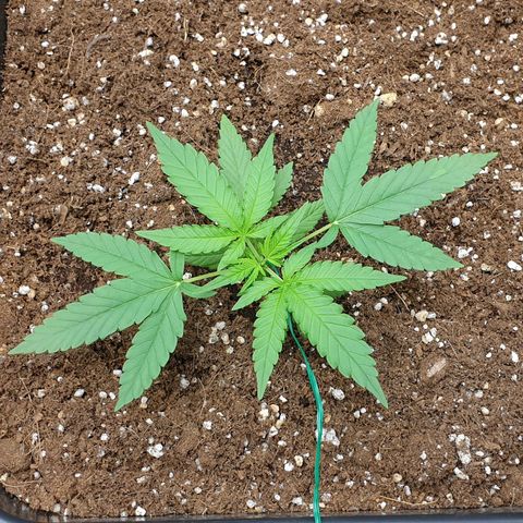 Nova growlog timeline photo
