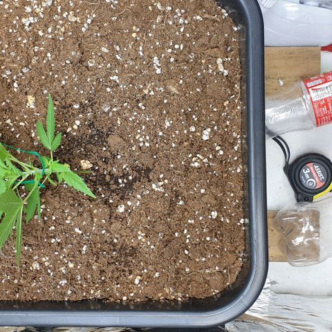Nova growlog timeline photo