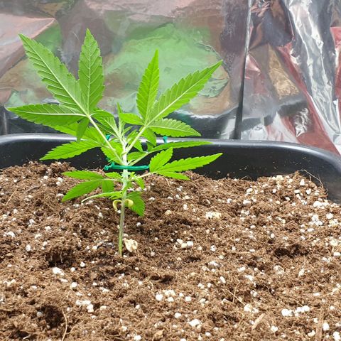 Nova growlog timeline photo