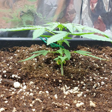 Nova growlog timeline photo