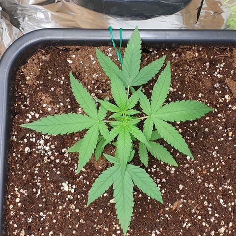 Nova growlog timeline photo