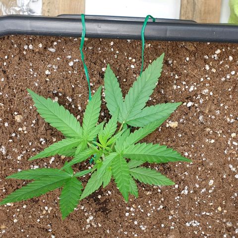 Nova growlog timeline photo