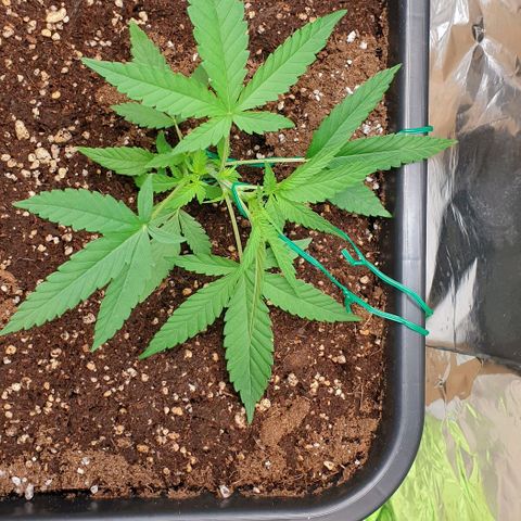 Nova growlog timeline photo