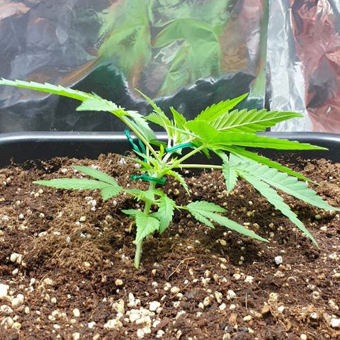 Nova growlog timeline photo