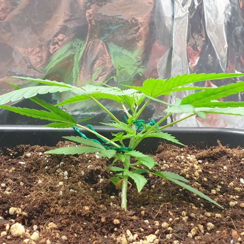 Nova growlog timeline photo