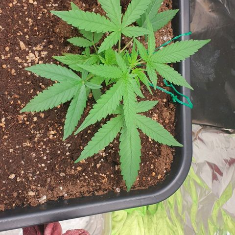 Nova growlog timeline photo