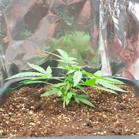 Nova growlog timeline photo