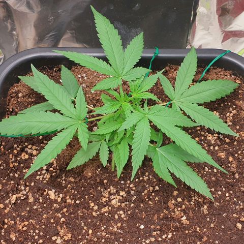 Nova growlog timeline photo
