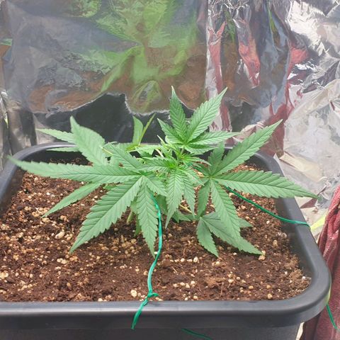 Nova growlog timeline photo