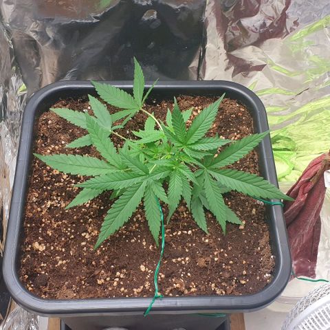 Nova growlog timeline photo