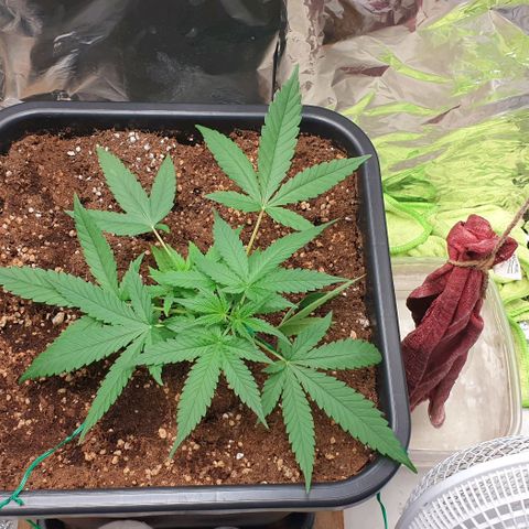 Nova growlog timeline photo