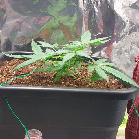 Nova growlog timeline photo
