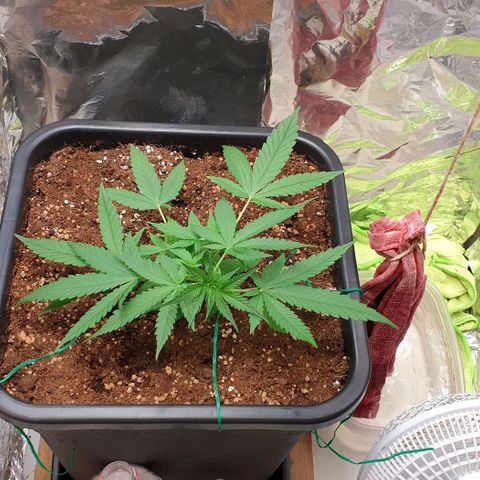 Nova growlog timeline photo