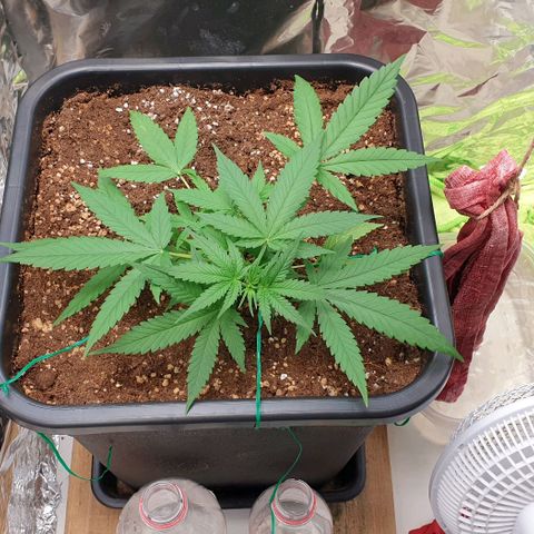 Nova growlog timeline photo