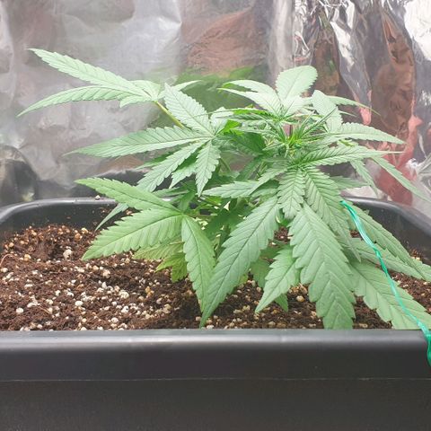 Nova growlog timeline photo