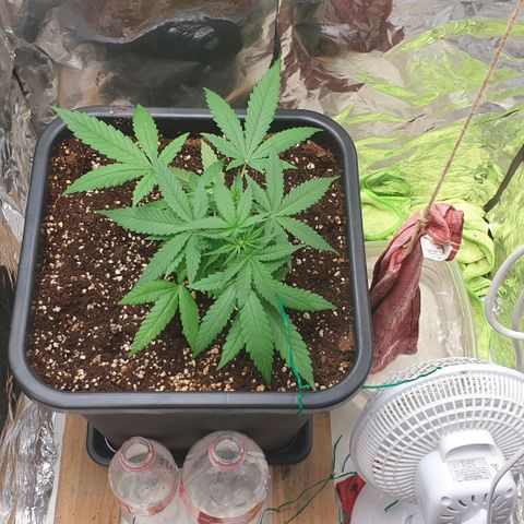 Nova growlog timeline photo