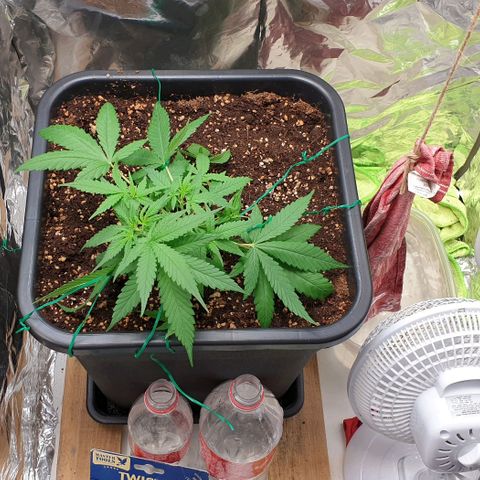 Nova growlog timeline photo