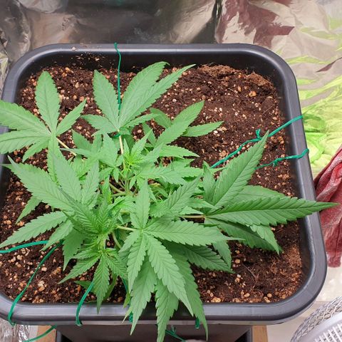 Nova growlog timeline photo