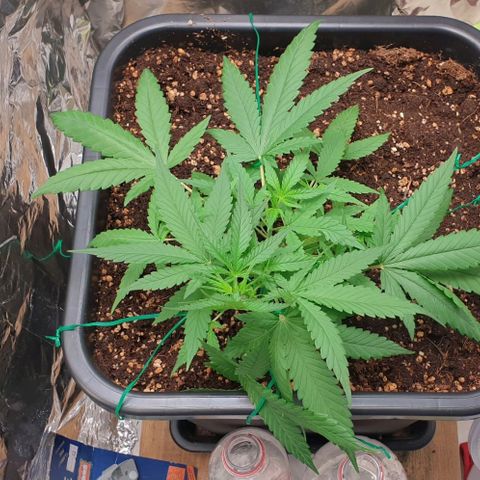 Nova growlog timeline photo