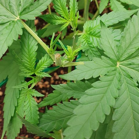 Nova growlog timeline photo