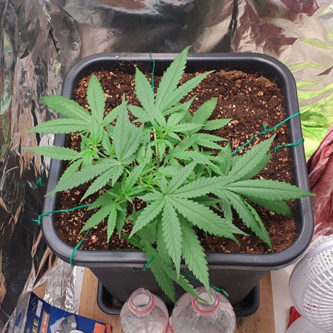 Nova growlog timeline photo