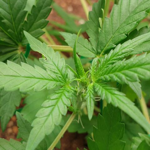 Nova growlog timeline photo