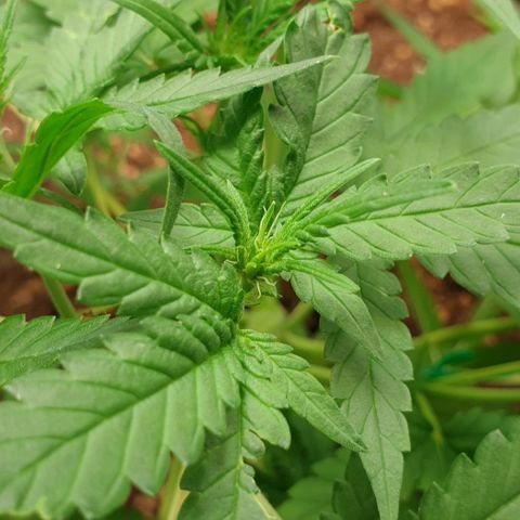 Nova growlog timeline photo