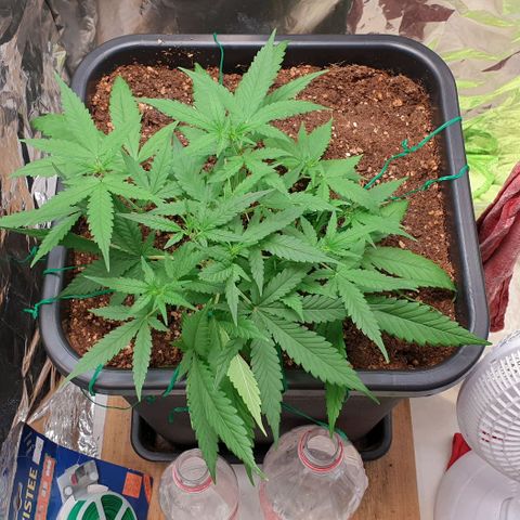 Nova growlog timeline photo