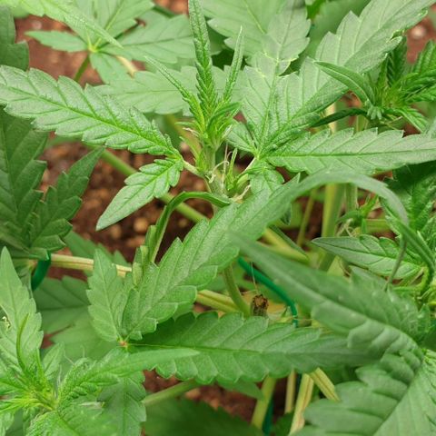 Nova growlog timeline photo