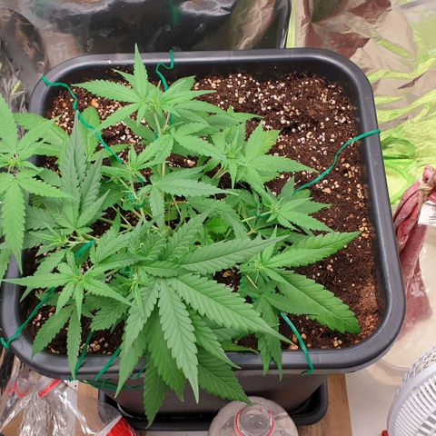 Nova growlog timeline photo