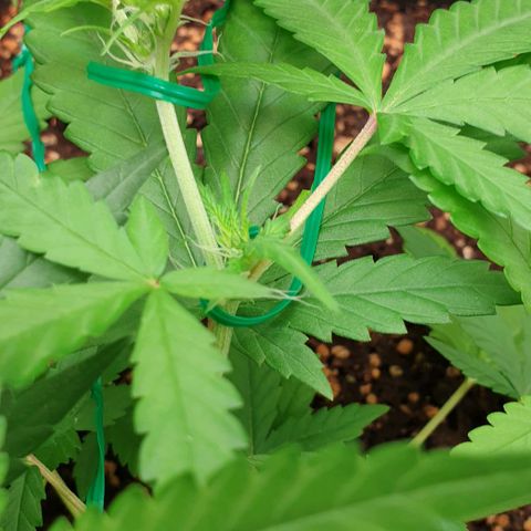 Nova growlog timeline photo