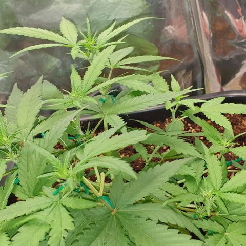 Nova growlog timeline photo