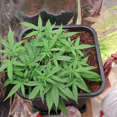 Nova growlog timeline photo