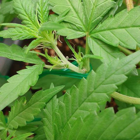 Nova growlog timeline photo
