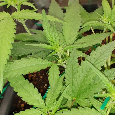 Nova growlog timeline photo