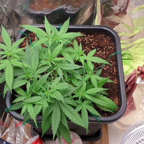 Nova growlog timeline photo