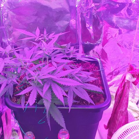 Nova growlog timeline photo