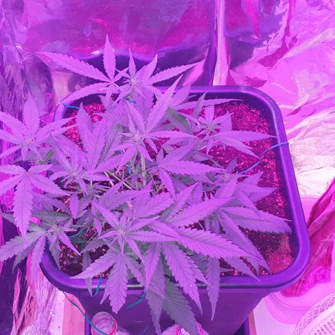 Nova growlog timeline photo