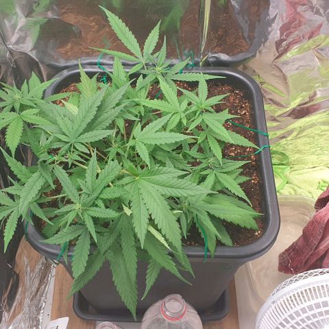Nova growlog timeline photo
