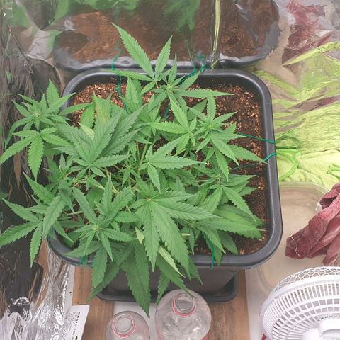 Nova growlog timeline photo