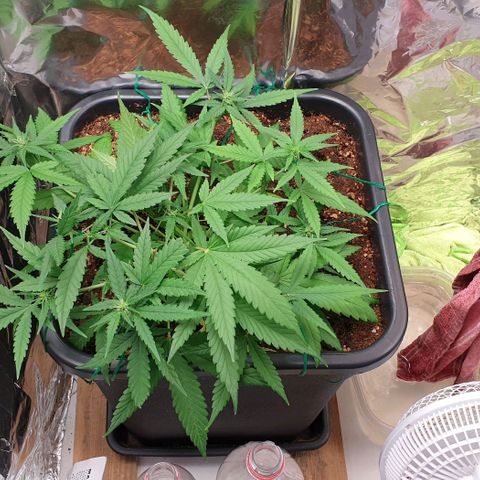 Nova growlog timeline photo